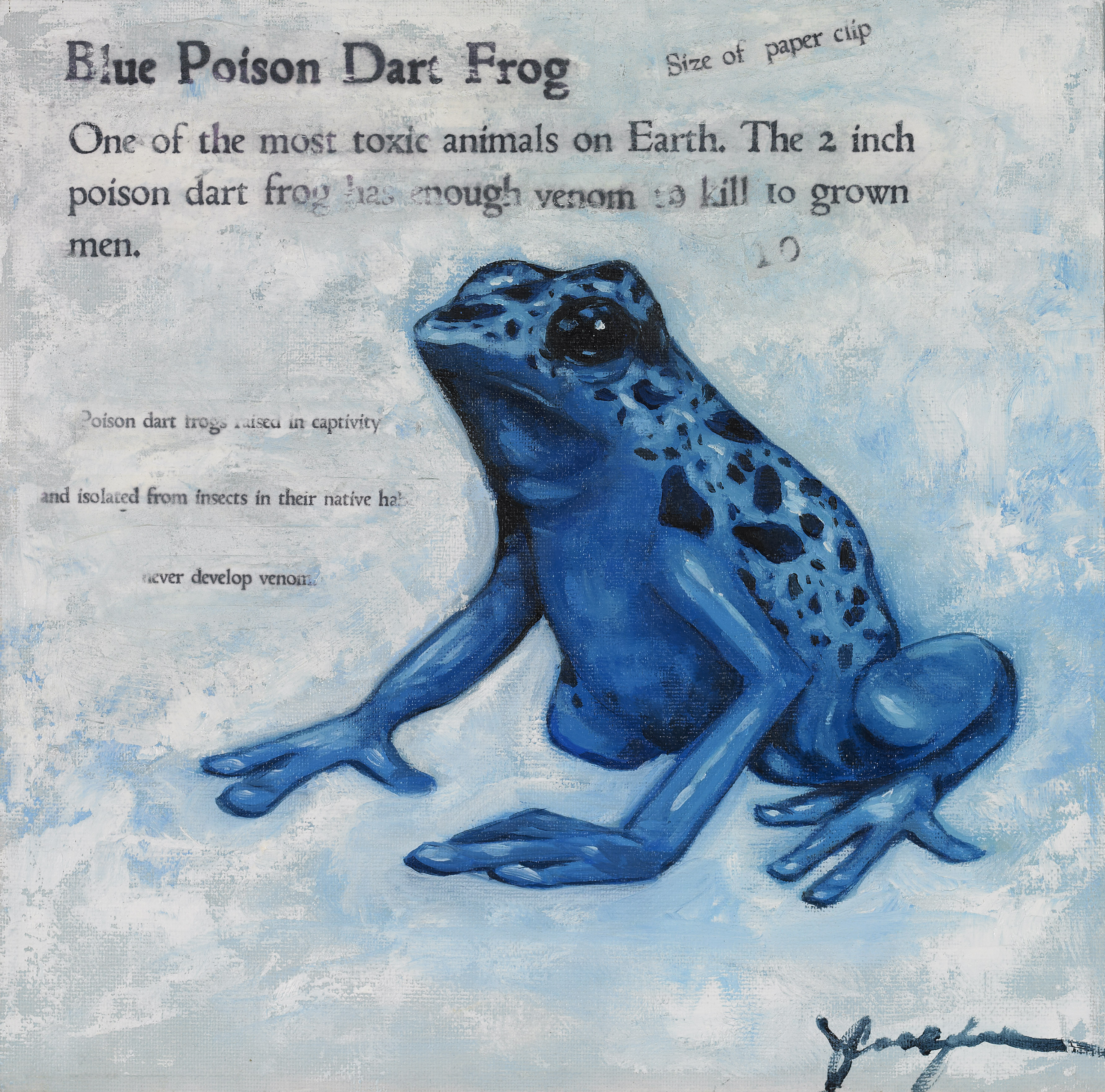 Blue Dart Frog