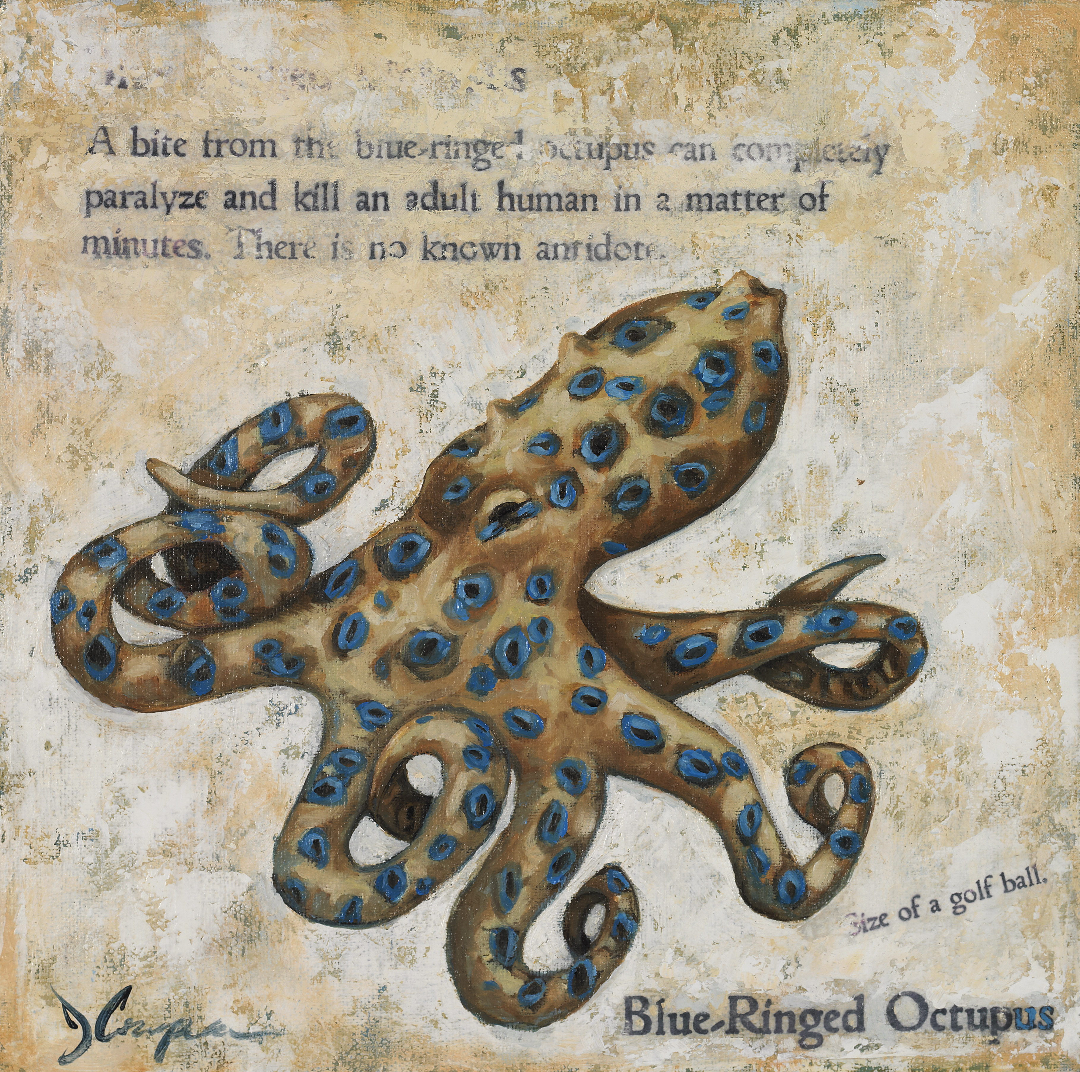 Blue-Ringed Octopus