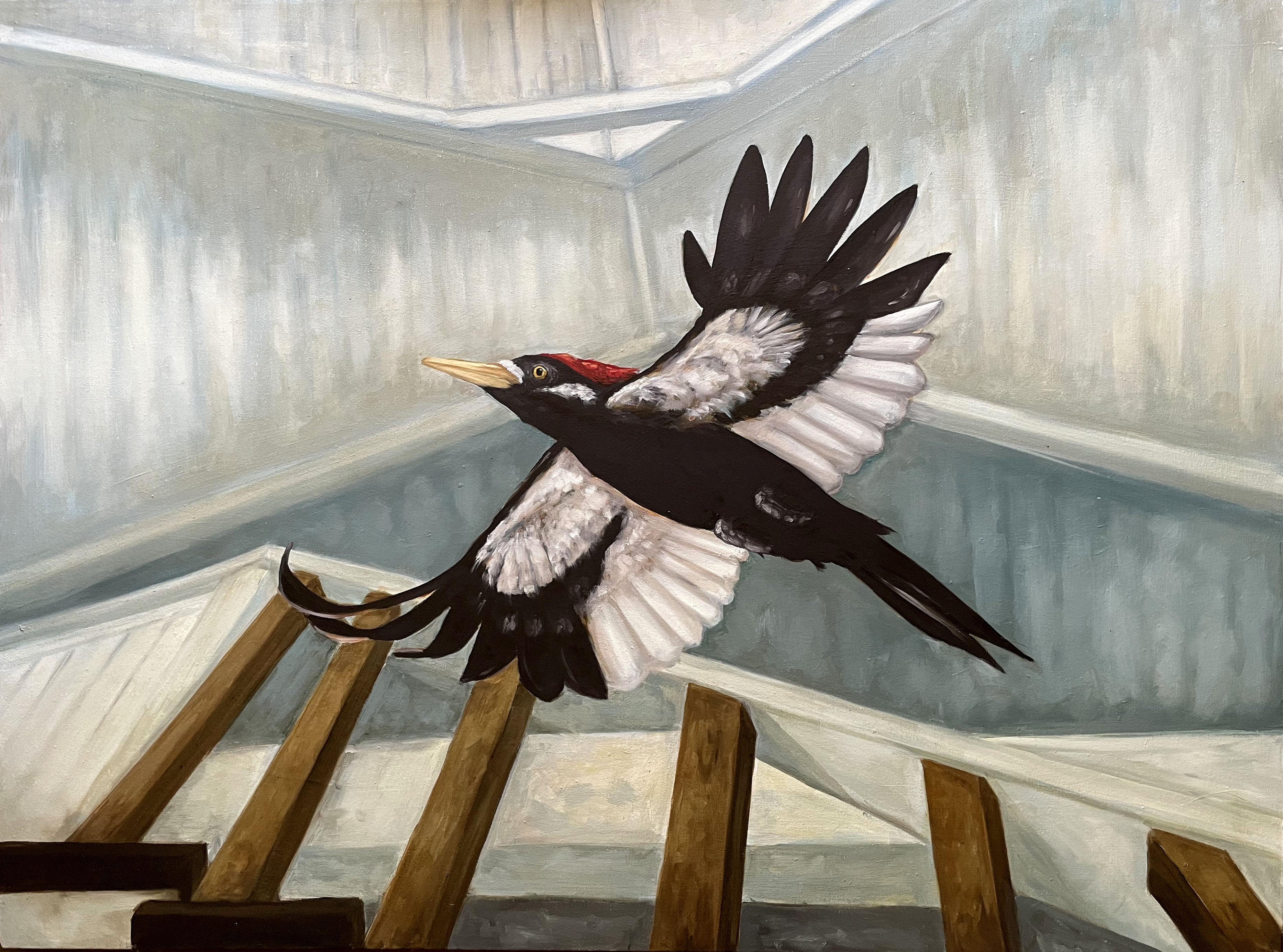 Chasing Ghosts - The Extinct Ivory-Billed Woodpecker