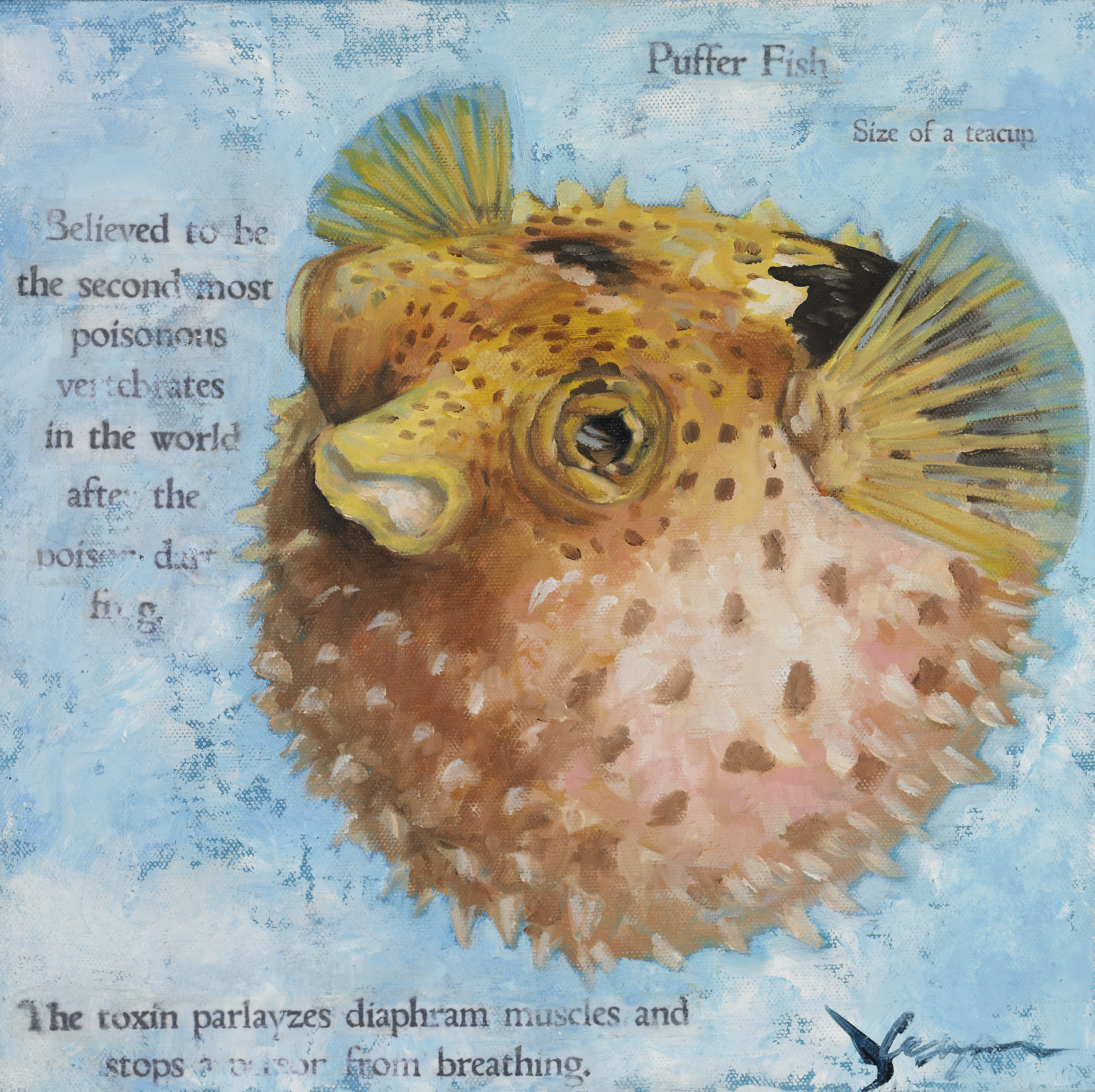 Puffer Fish